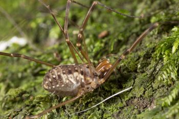 Media type: image;   Invertebrate Zoology 133309